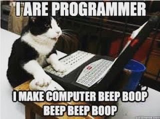 An image of a cat